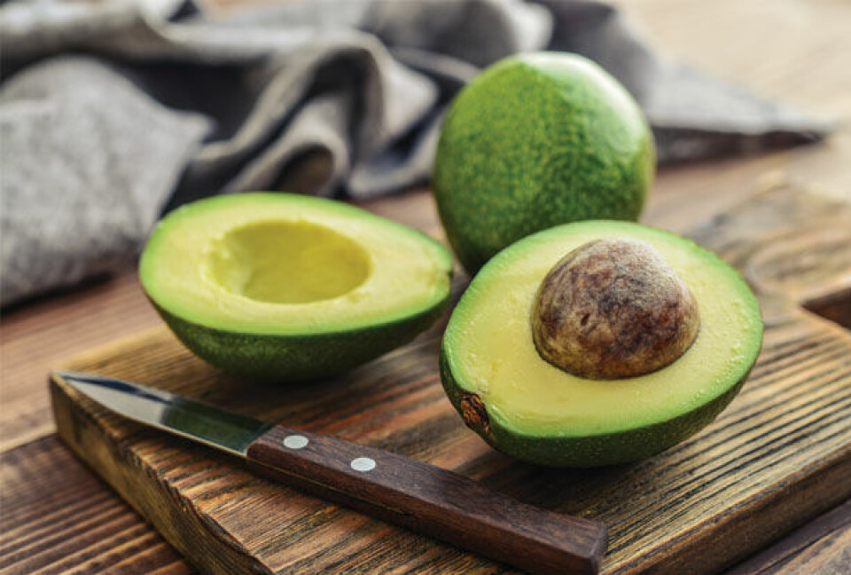 Avocadotræ trin 1