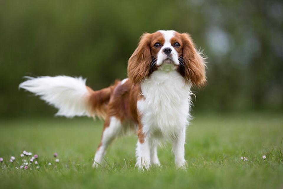 Stjernetegn Cavalier king charles spaniel x.jpg