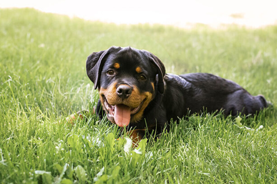 stjernetegn Rottweiler x.jpg