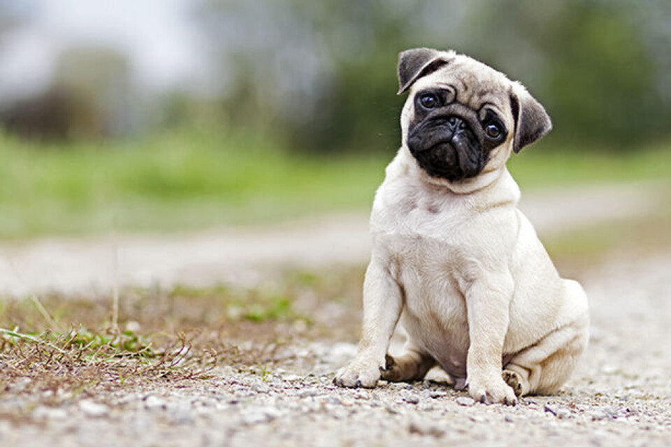 stjernetegn Mops x.jpg