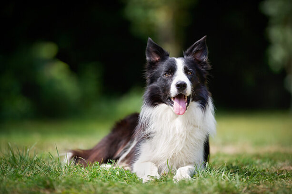 Stjernetegn Border collie x.jpg