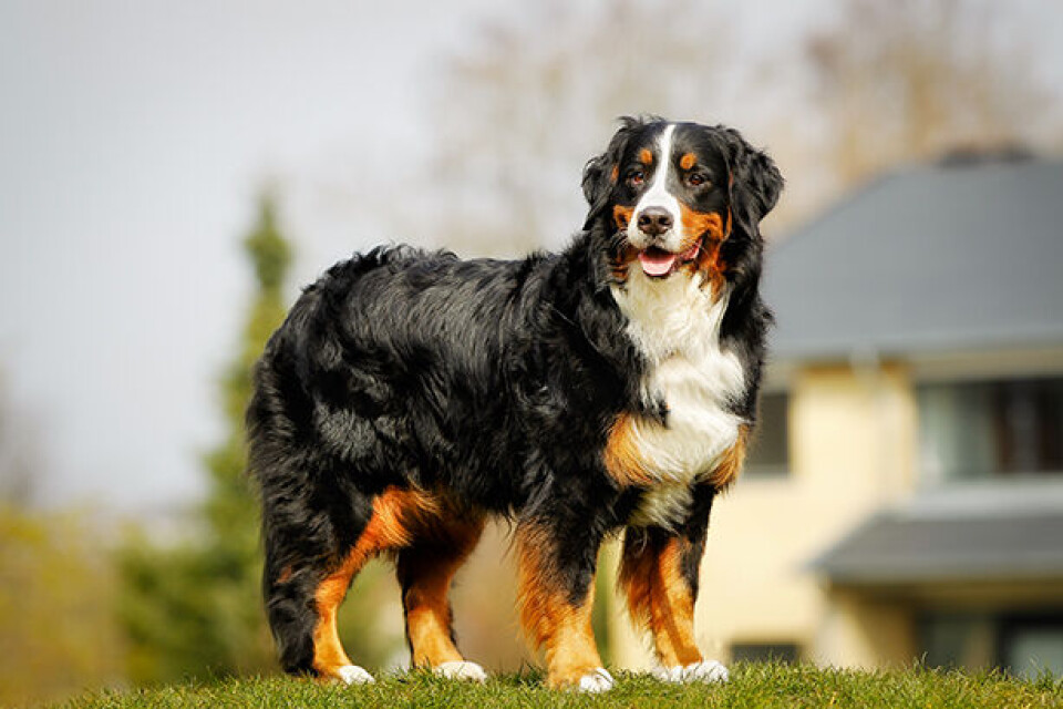 Stjernetegn Berner sennenhund x.jpg