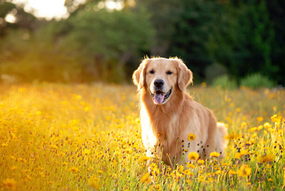 Stjernetegn Golden retriever x.jpg