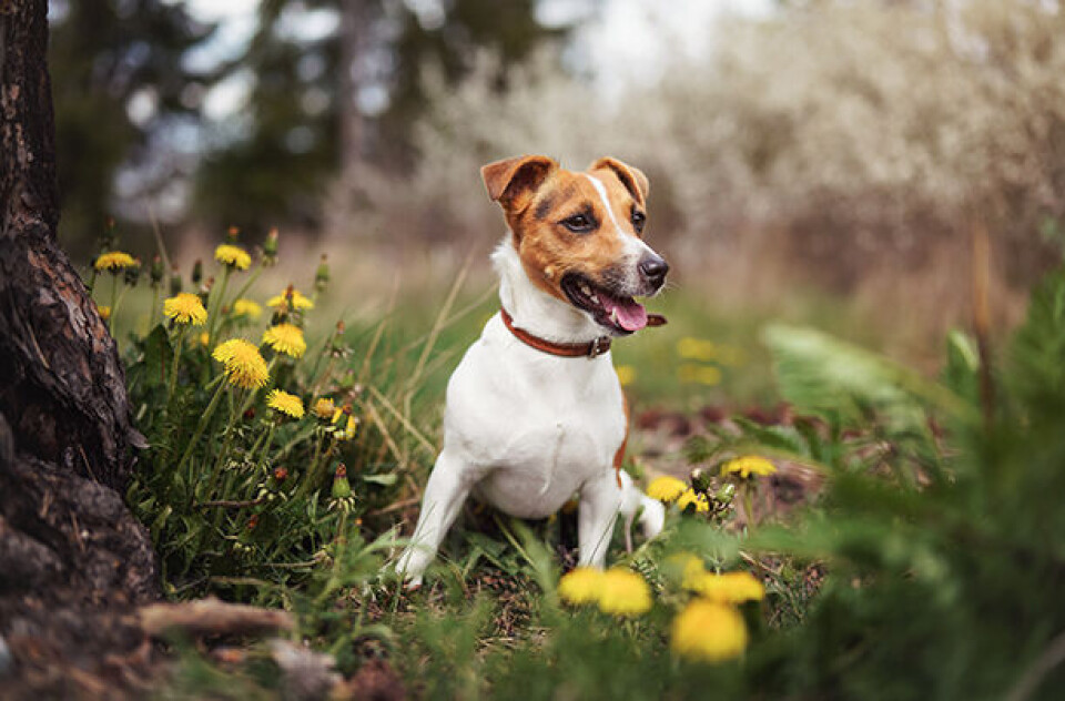 Stjernetegn Jack russell terrier x.jpg