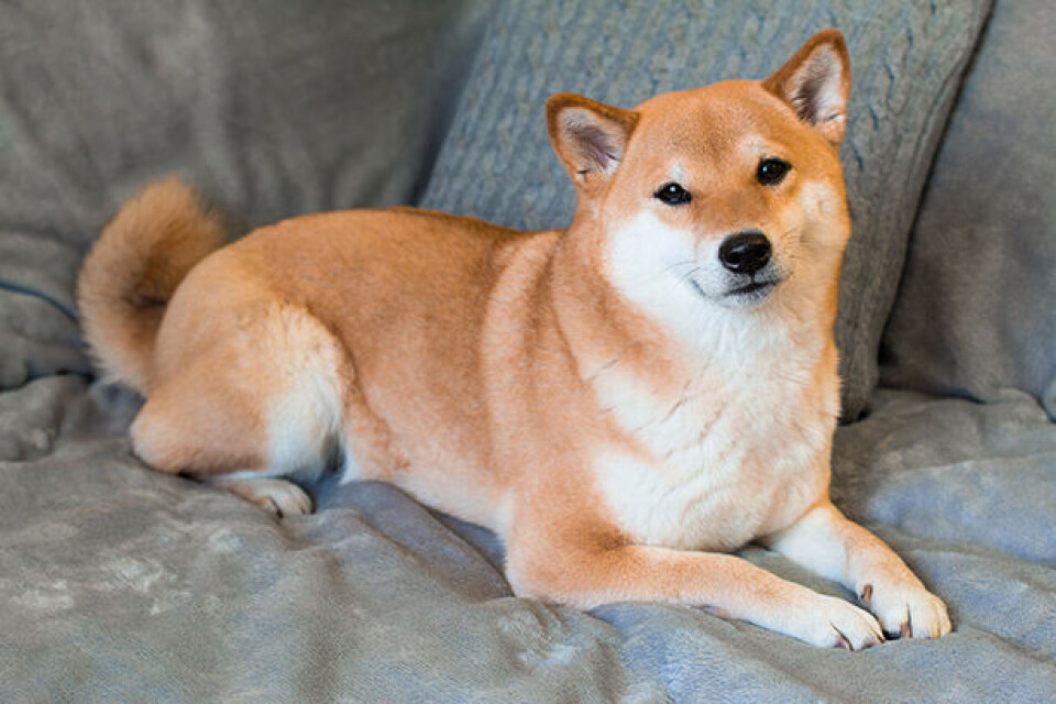 Stjernetegn Shiba x.jpg
