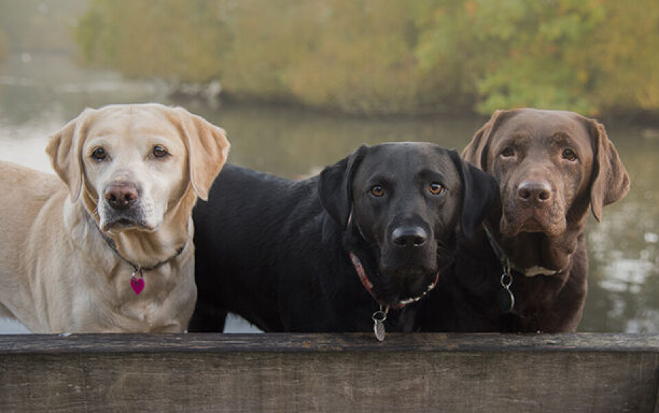 stjernetegn Labrador retriever x.jpg