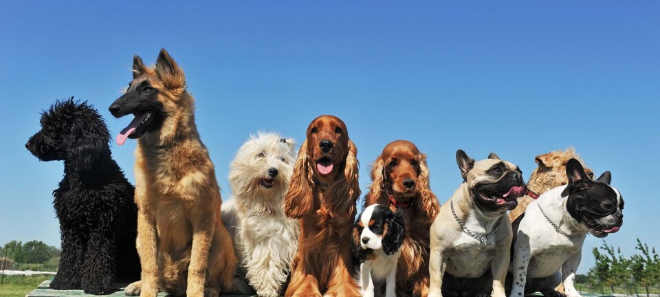 Denne hunderace passer du bedst med – ifølge dit stjernetegn