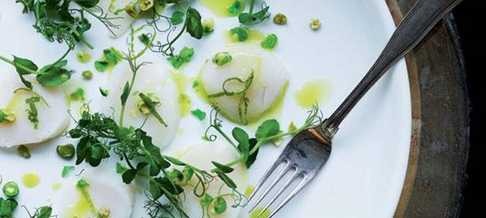 Carpaccio af kammusling med wasabidressing