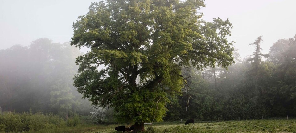 8 grønne perler i Danmark: Her skal du spise, sove og slappe af