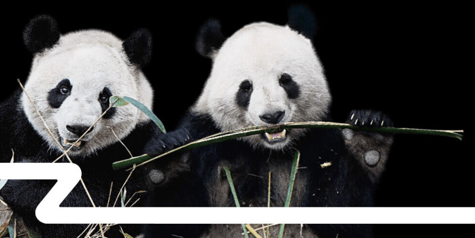 panda.jpg