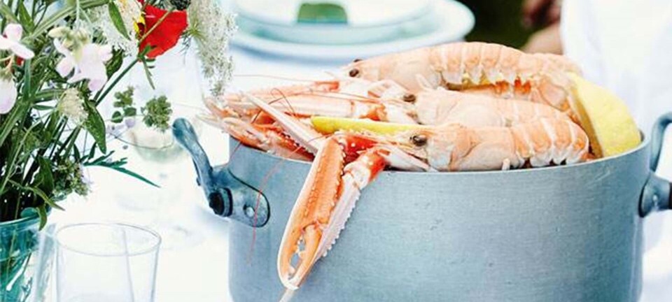 Kogte jumfruhummere med hjemmerørt mayonnaise