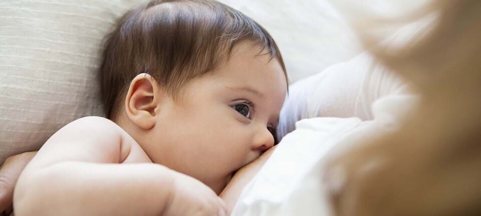 Kan man blive gravid, når man ammer?