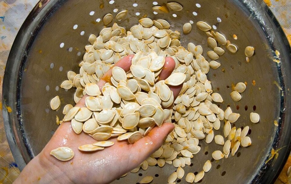 Halloweensnack: Sådan rister du de perfekte græskarkerner