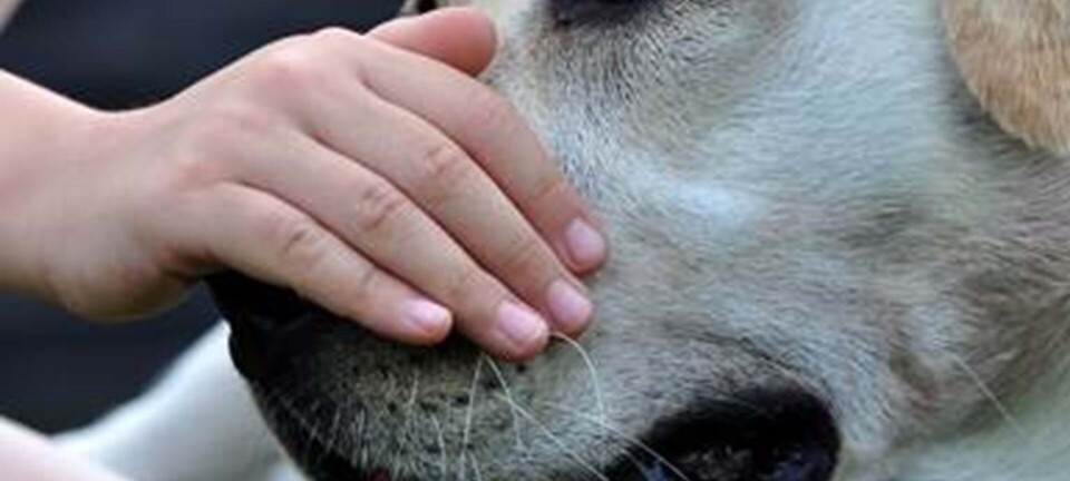 5-årig er bange for hunde