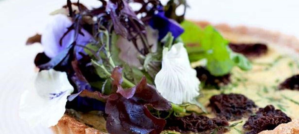 Tærte med morkler ramsløg serveret med grøn salat