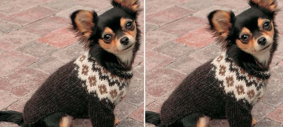 Strik selv: Islandsk sweater til hunden