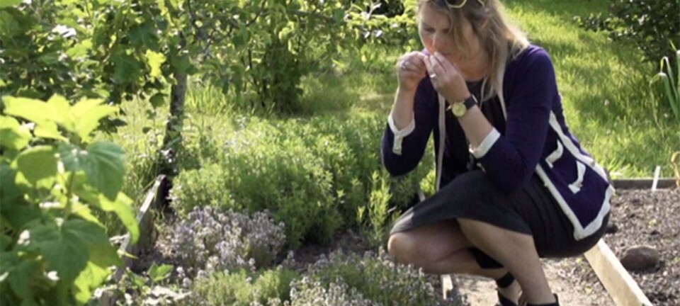 Kan man gøre fermenteret te til en god forretning? Det kan Louise!