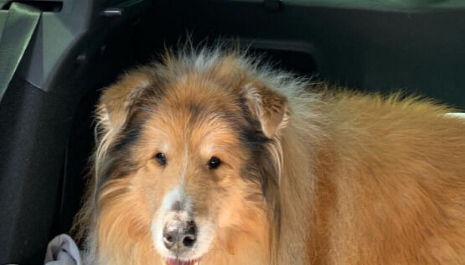 Mor Jettes hund Cena er gået bort (Foto: Privat)