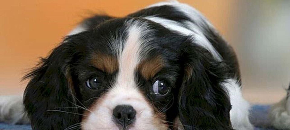 Så meget koster din hund