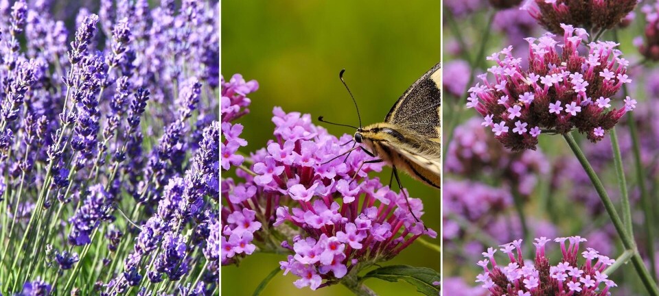 Sådan tiltrækker du sommerfugle i haven: 3 nemme blomster, de elsker