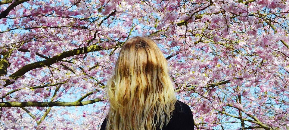 Kirsebærtræer i København: Her kan du se de smukke træer blomstre