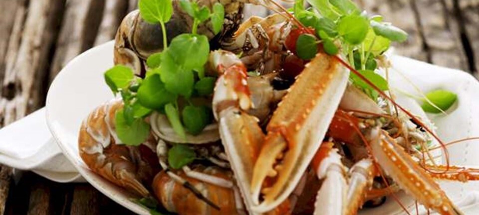 Jomfruhummer med tomatsalsa og brøndkarse