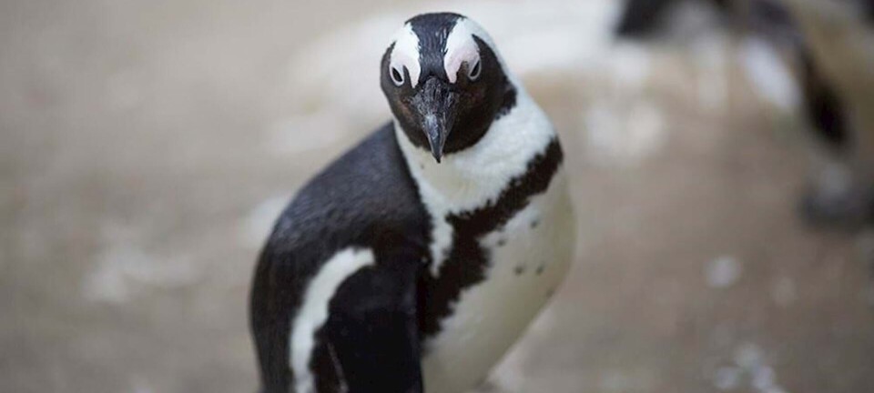 Se den hjerteskærende video: Han-pingvin finder sin utro kone i reden