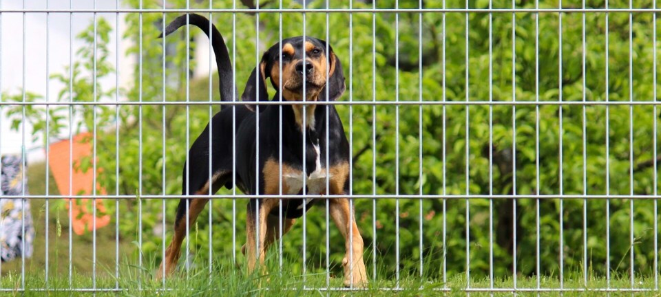 Jeg vil ikke blive uvenner med vores naboer