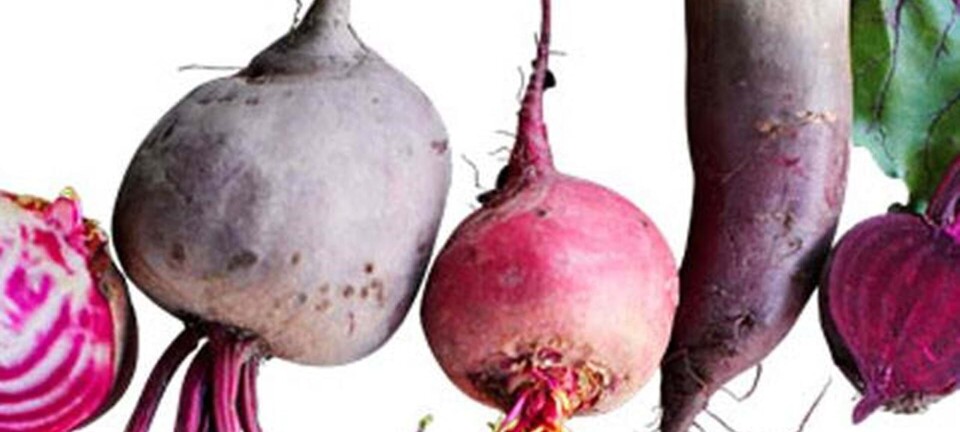 Spis dig slank i supersunde rødbeder