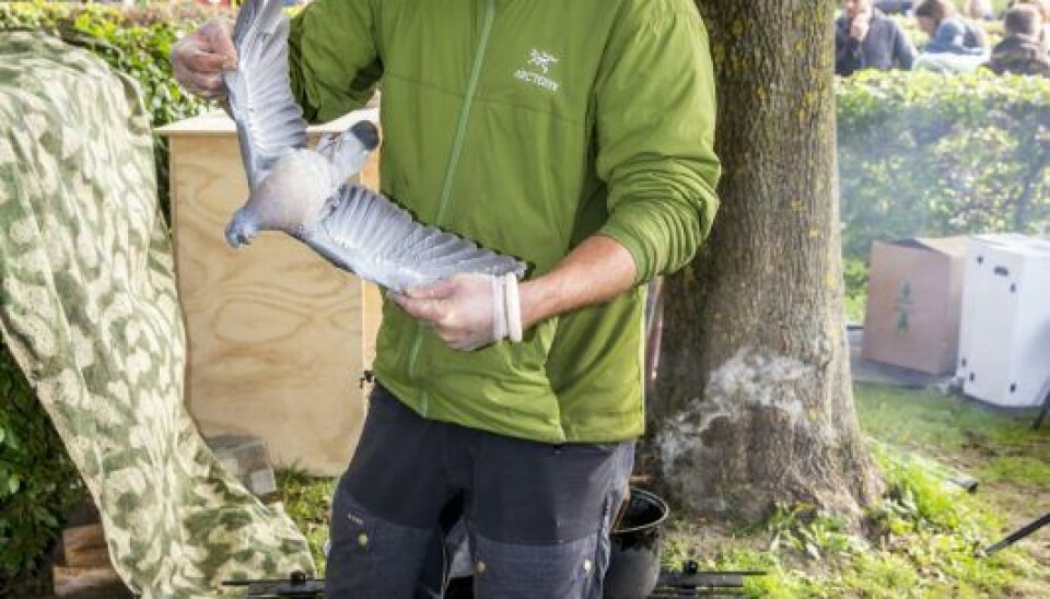Nikolaj havde på vej til DR fundet en due på vejen, som han naturligvis tog med for at tilberede den over bålet. (Foto: Michael Stub)
