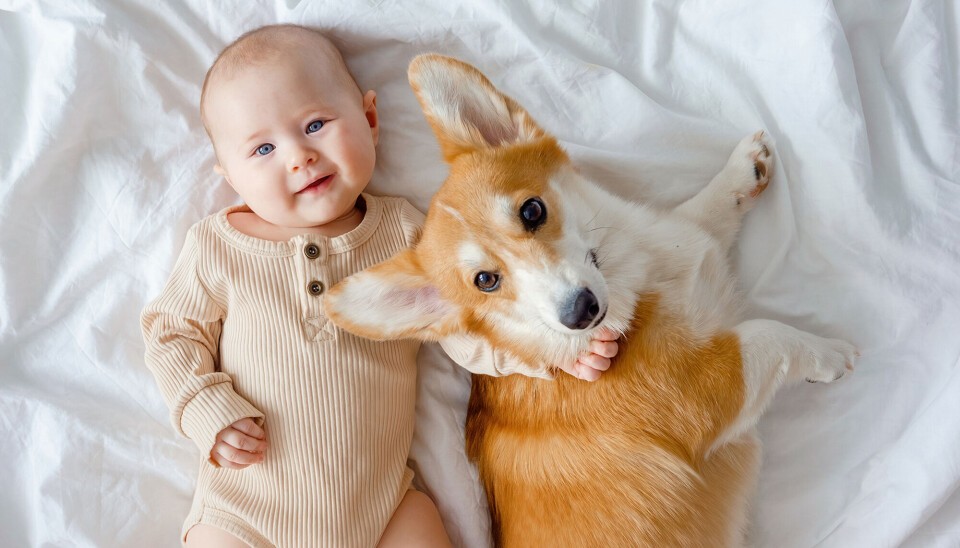 Baby og hund