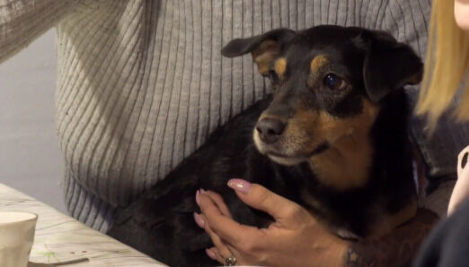 Pixie i dag. (Foto: TV3/Viaplay)