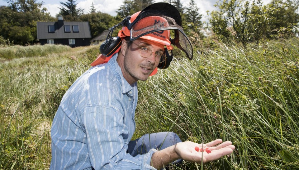 Pelle kender hvert et træ og hver en bakketop, så han ved selvfølgelig også, hvor de bedste bærbuske gror (Foto: Henrik R. Petersen)
