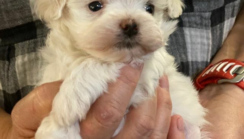 Robin og Mathildes hund, Theo. (Foto: Privat)