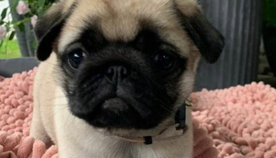 Lille Lola er kun 9 uger, men er allerede meget ordentligt (Foto: Privat)