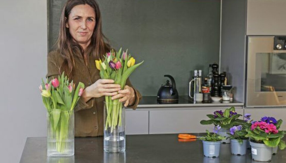 De friske tulipaner skaber forårsstemning i en grå januar. (Foto: Niels Henrik Dam)