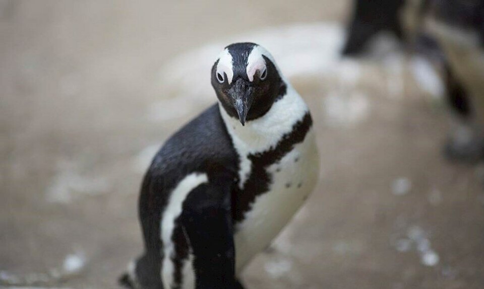 utro pingvin