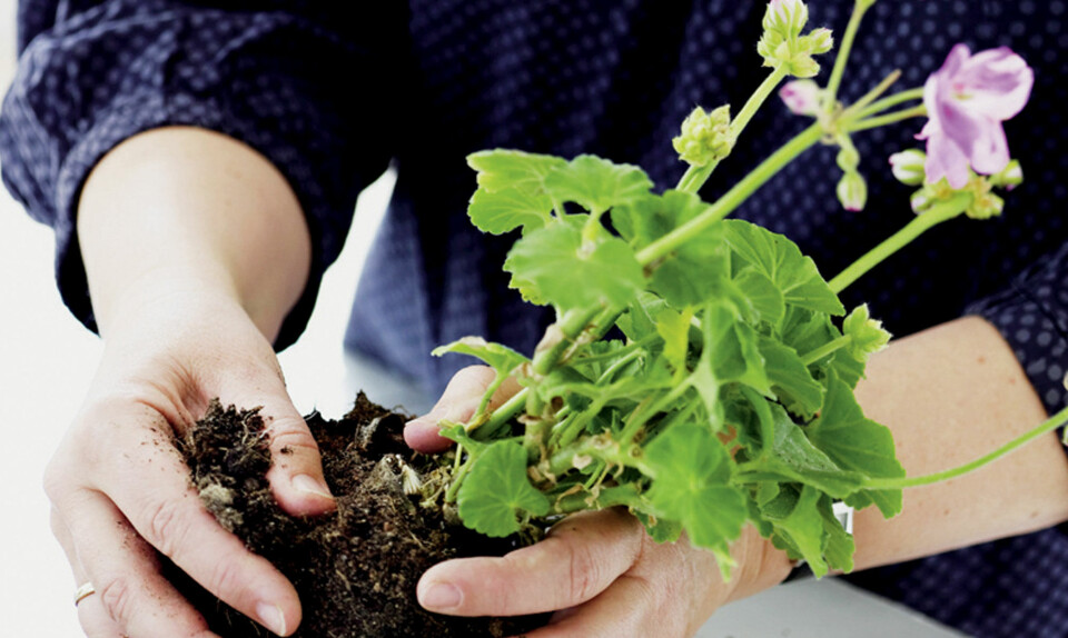 omplantning af stueplanter