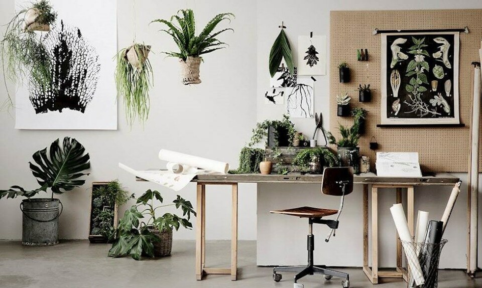 Stueplanter
