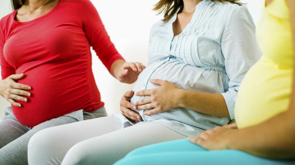 Gravid