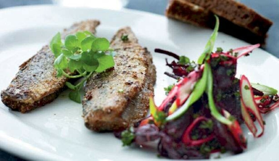 Sild opskrift med rødbedesalat