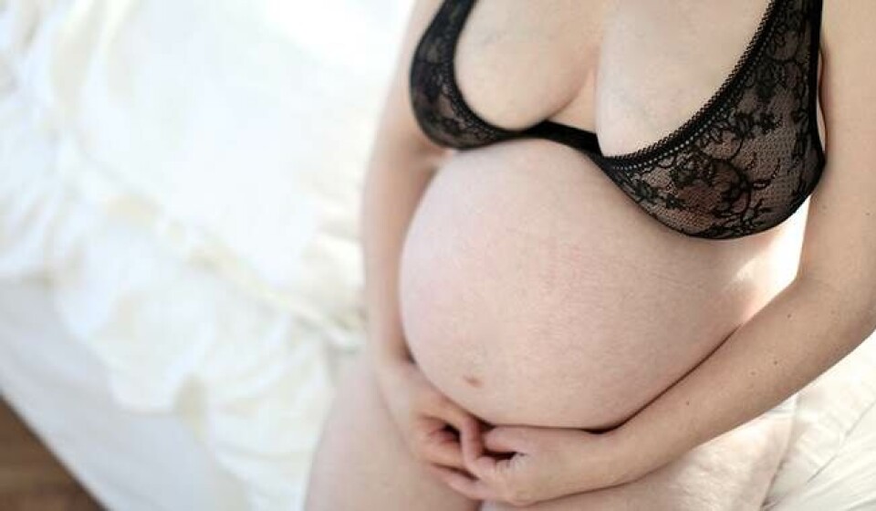 Gravid