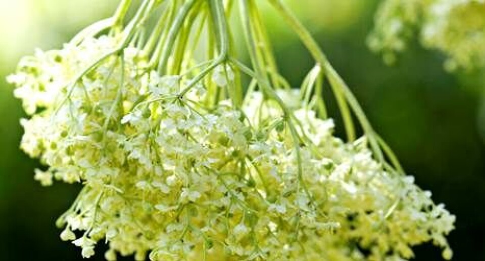 Hyldeblomstsaft