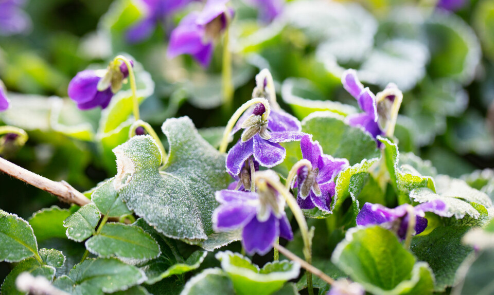 Stedmoderblomster og hornvioler