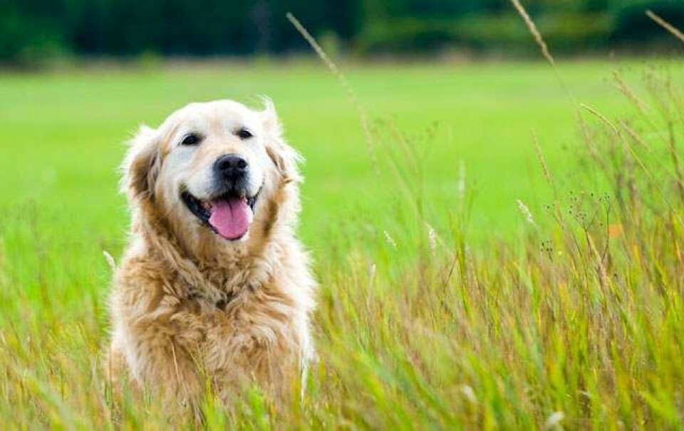 6 tips: Løb med din hund