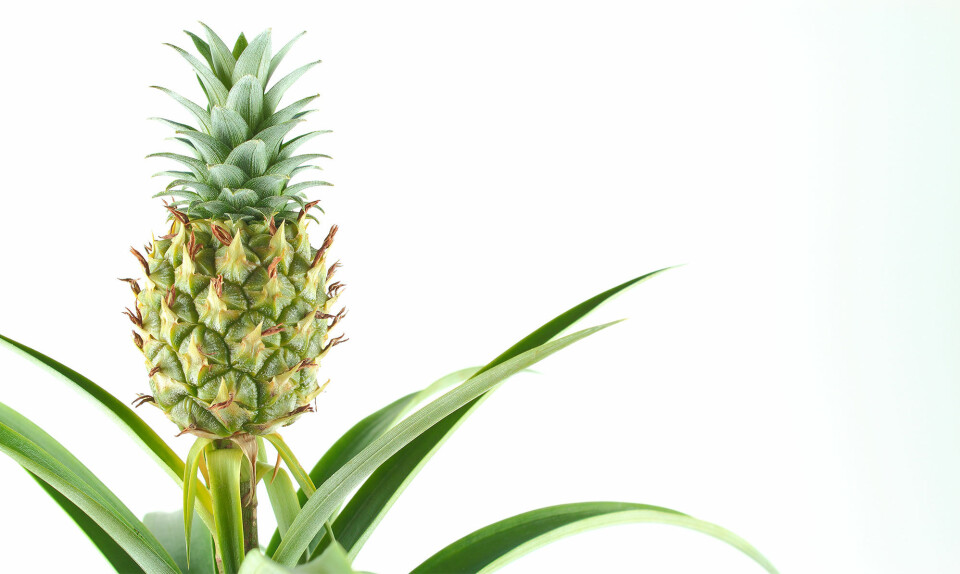Ananas plante