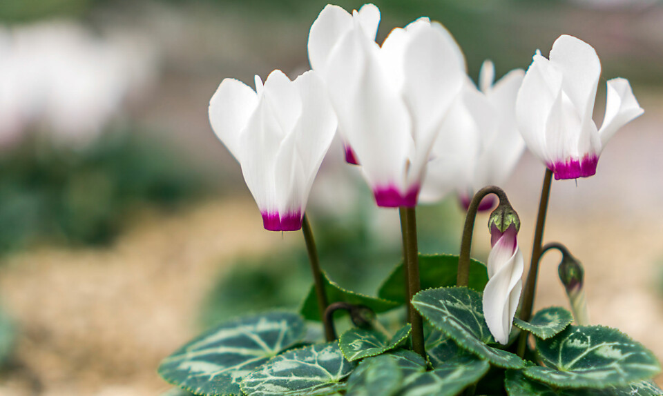 Alpeviol (Cyclamen persicum)