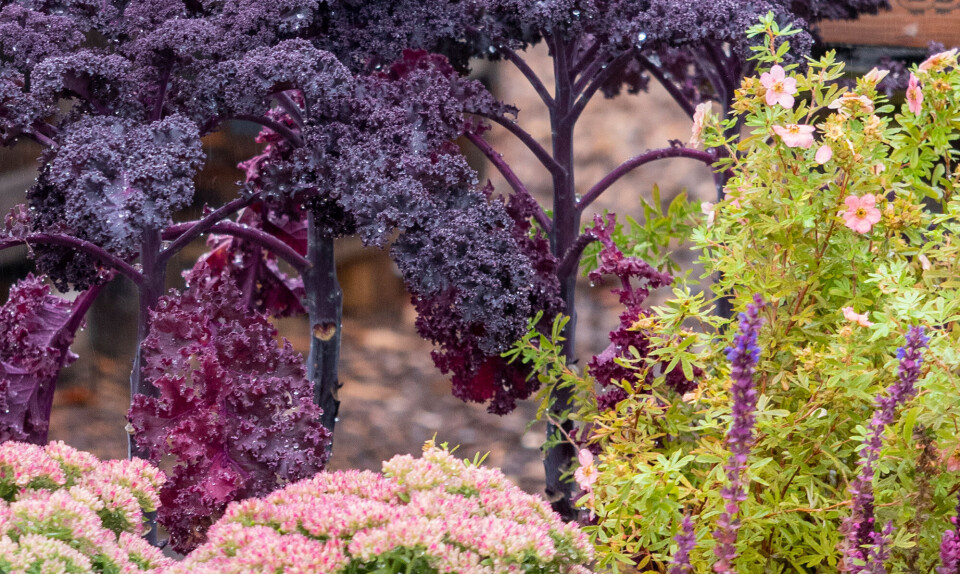 Efterårsblomster