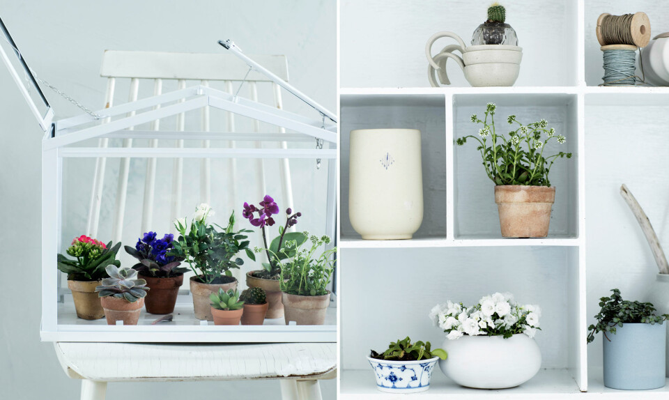 Minipotteplanter