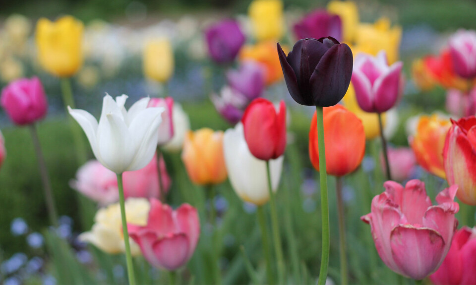 Tulipaner